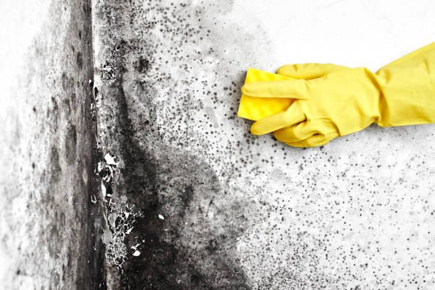 Best Commercial Mold Removal  in USA