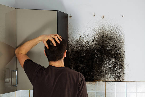 Best Commercial Mold Removal  in USA